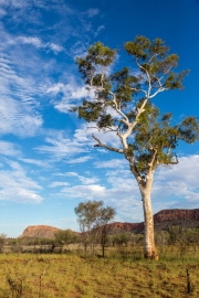 Larapinta Gum