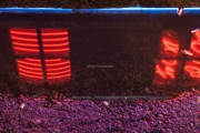 Reflected Neon